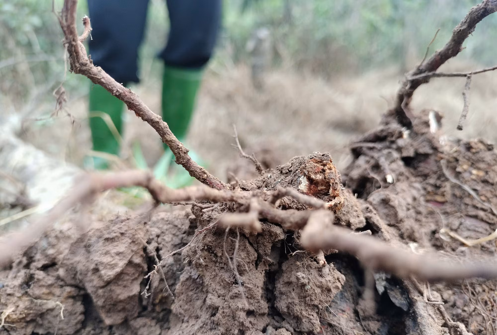 Bà Sa chua xót khi những gốc đào của gia đình bị chết sau bão lũ.