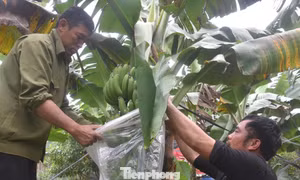 Chuối bãi bồi ven sông Hồng được mùa, giá tăng cao dịp áp Tết