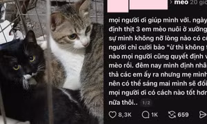 Cư dân mạng giải cứu 3 bé mèo trong đêm: Từng hành động nhỏ tạo phép màu lớn
