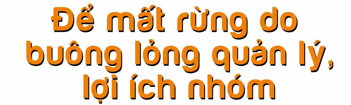 Rừng bị thảm sát, gỗ lậu về đâu? ảnh 8