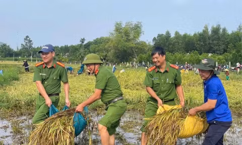 Đà Nẵng: Công an, thanh niên giúp người dân cứu lúa sau mưa lớn