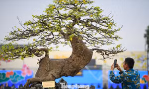 Chiêm ngưỡng hàng trăm gốc mai vàng Yên Tử giá trị tiền tỷ tại Quảng Ninh
