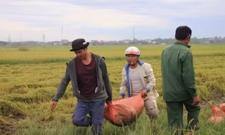 Bão sắp đổ bộ, nông dân ngược xuôi gặt lúa 'xanh nhà hơn già đồng'
