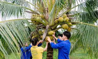 Xây dựng ngành dừa Việt Nam: Từ đột phá công nghệ giống đến kinh tế tuần hoàn 