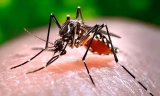 Tiêu tốn hàng trăm triệu viện phí vì sốt xuất huyết Dengue