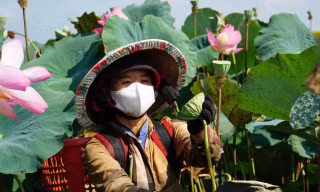 Xây dựng hệ sinh thái kinh tế sen Đất Sen Hồng