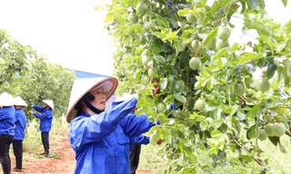Dự thảo sửa đổi Nghị định 103/2024/NĐ-CP: Doanh nghiệp nông lâm vẫn gặp khó