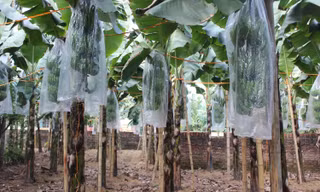 Chuối tiêu vào vụ Tết, buồng đẹp có giá tiền triệu