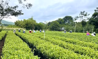 Bảo tồn văn hóa là nền tảng, mở lối du lịch cộng đồng ở Sơn Dương