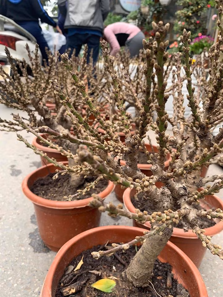 Cây lạ chơi Tết rộn ràng xuống phố ảnh 9