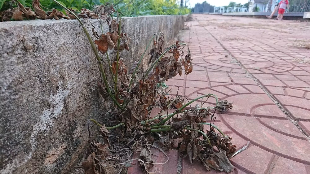 Công viên đội vốn 'tiền tỷ' vừa nghiệm thu đã hỏng ảnh 9