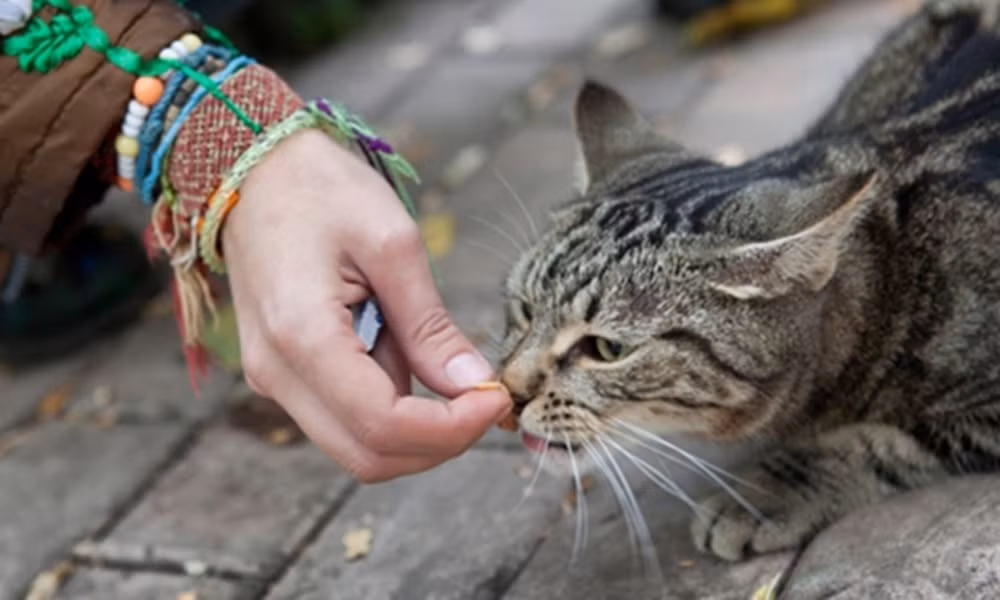 Netizen Thái tranh cãi dữ dội về hành động cứu con nai đang bị trăn siết ảnh 4