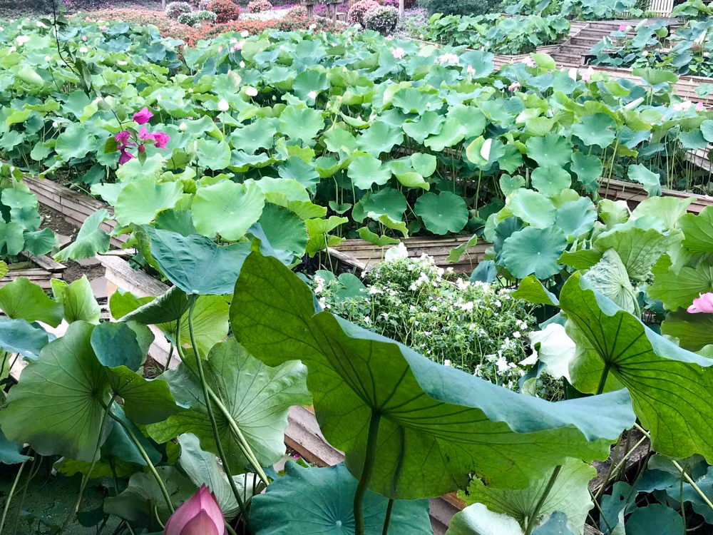 Sen Tây Hồ nở rộ, đẹp lung linh níu chân du khách ảnh 6