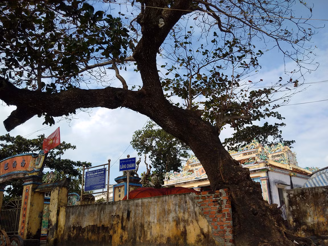  Thăm các cụ bàng 'cổ quái' ở Lý Sơn ảnh 2