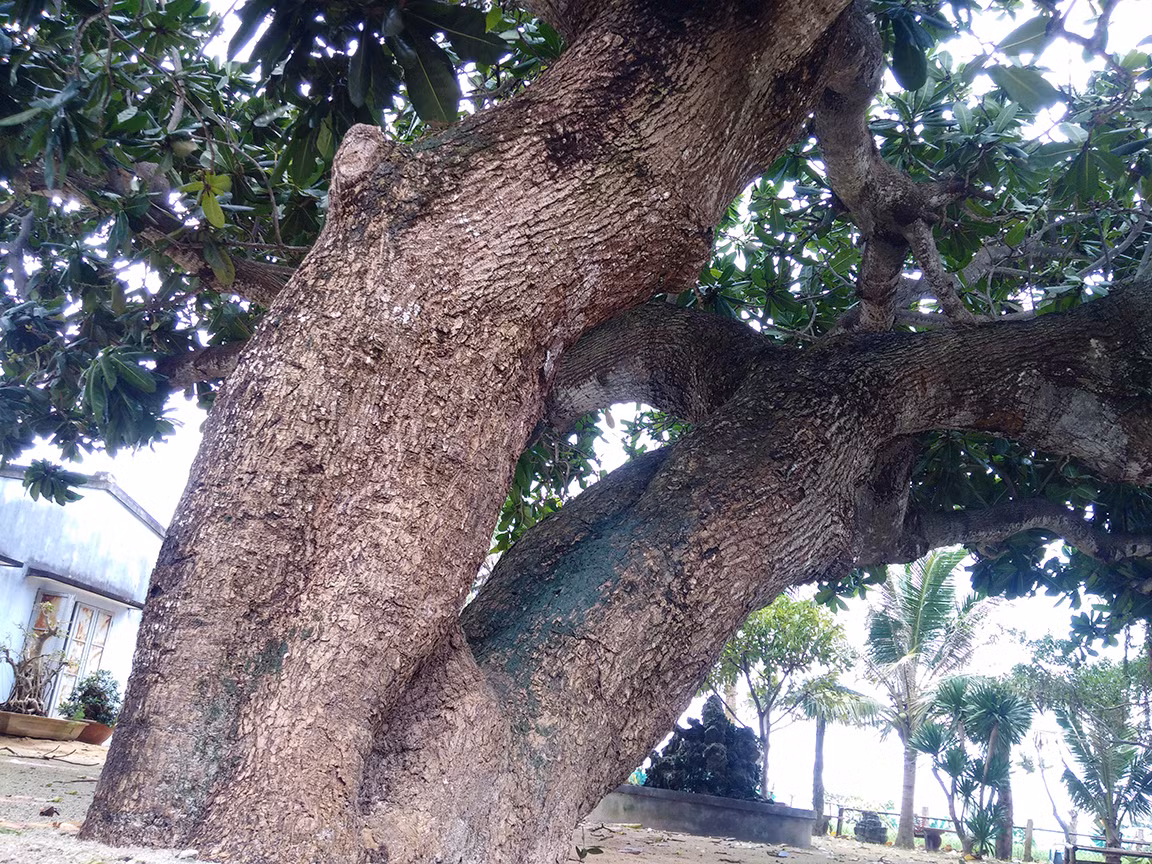  Thăm các cụ bàng 'cổ quái' ở Lý Sơn ảnh 6