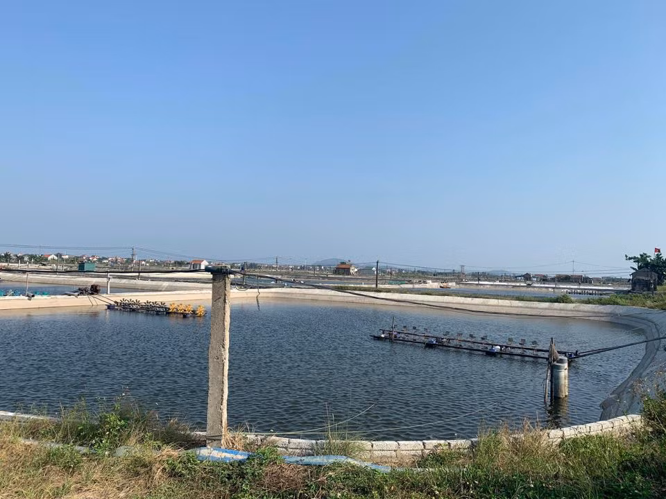 Dịch bệnh hoành hành, hàng chục ha tôm ở Nghệ An chết trắng ảnh 1