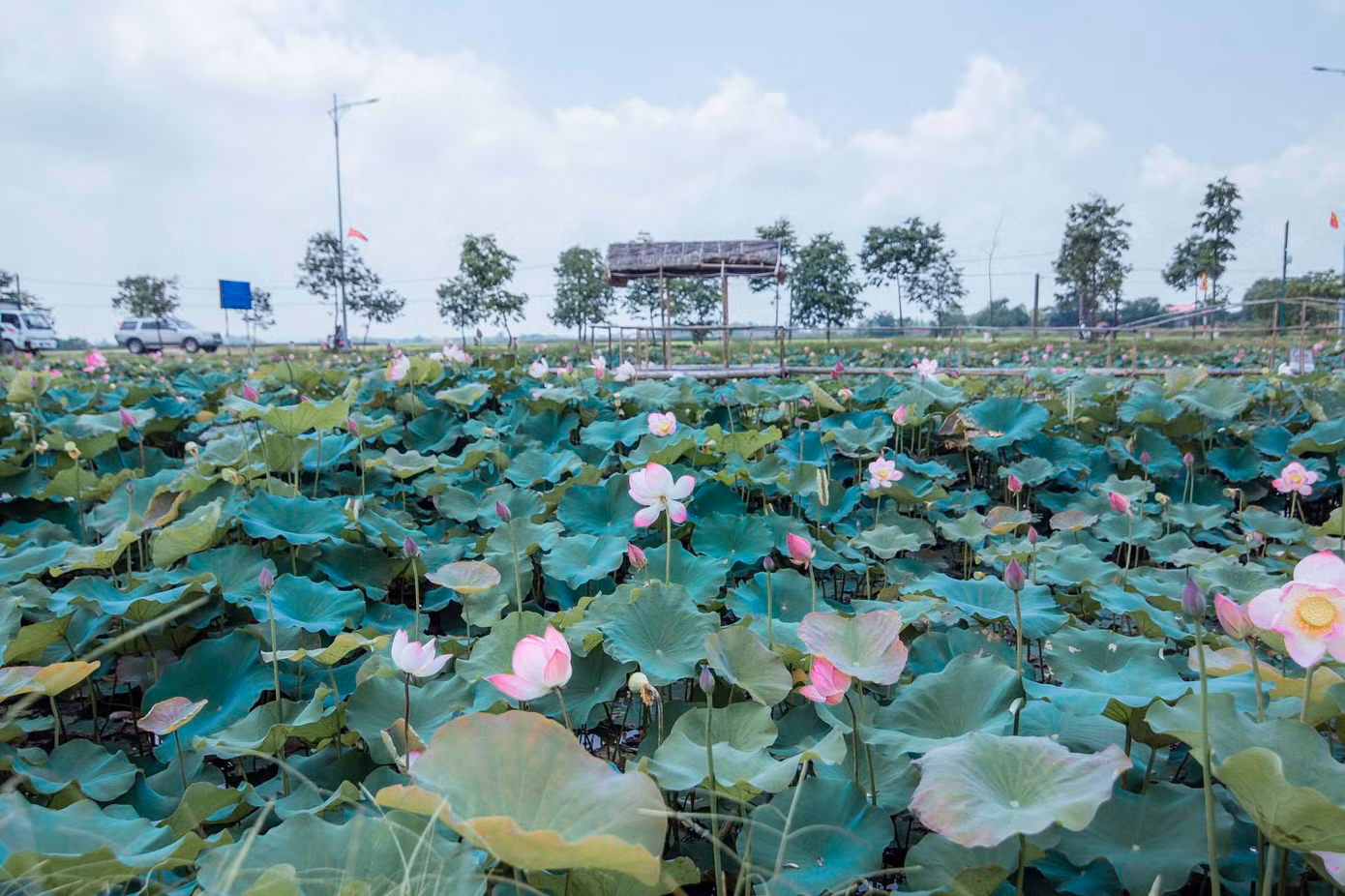Tháng Năm về, ngắm sắc hương hoa sen bình dị ở quê Bác ảnh 7