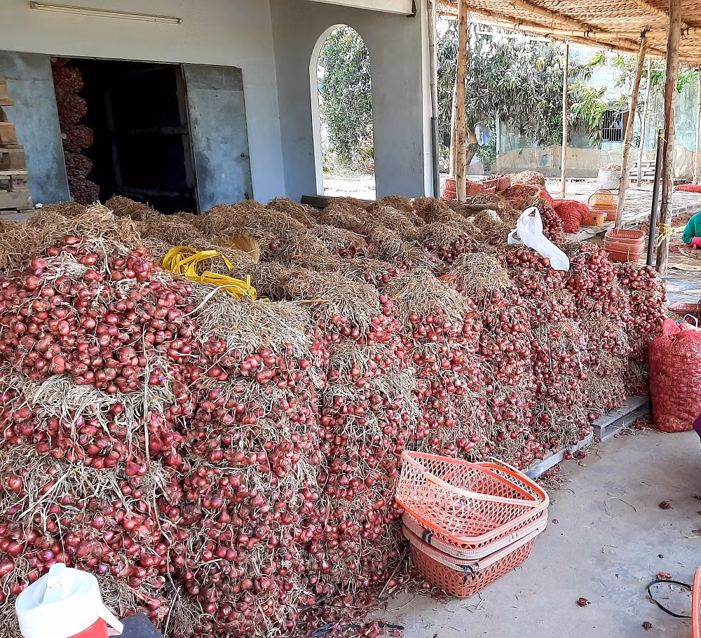 Trao quyền sử dụng chỉ dẫn địa lý cho đặc sản hành tím ảnh 2