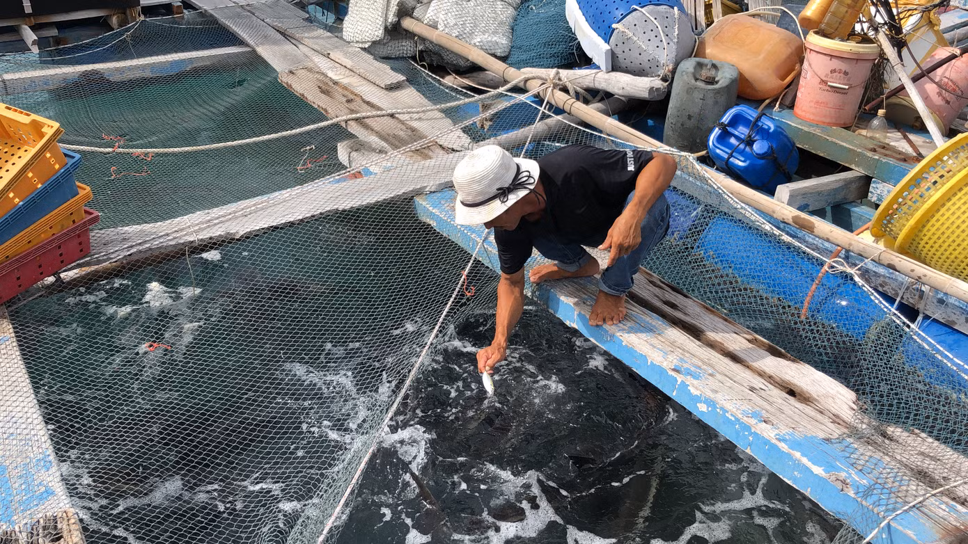 Nuôi cá lồng bè ở Nam Du, thu hàng trăm triệu mỗi năm ảnh 8