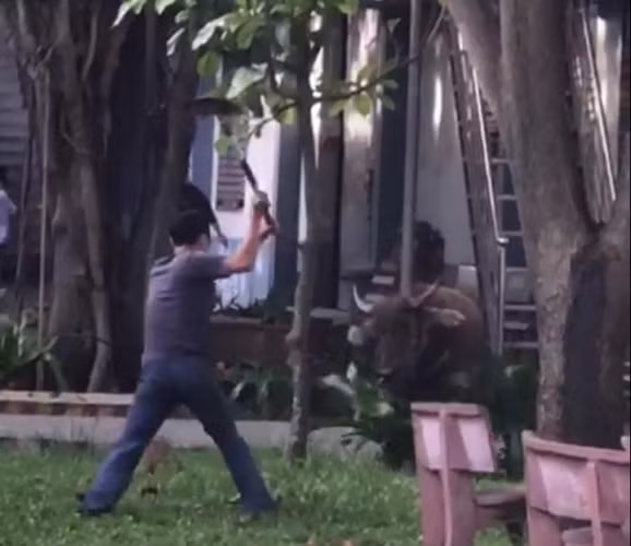 Trâu ‘điên’ lao vào công ty húc người ảnh 3