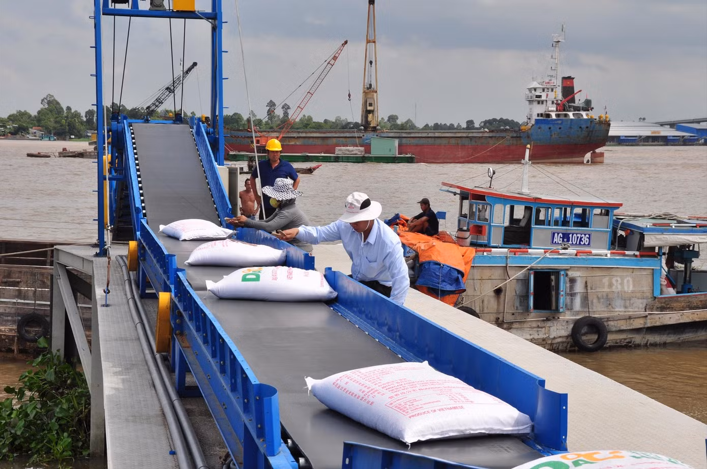 Lo nguồn cung gạo dịp COVID-19, cấp bách bảo vệ 1,1 triệu ha lúa Đông Xuân ảnh 2