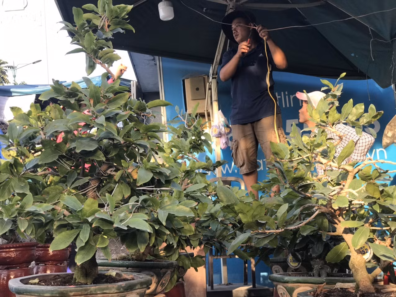 Mai vàng, hoa Tết nhộn nhịp xuống phố ảnh 13