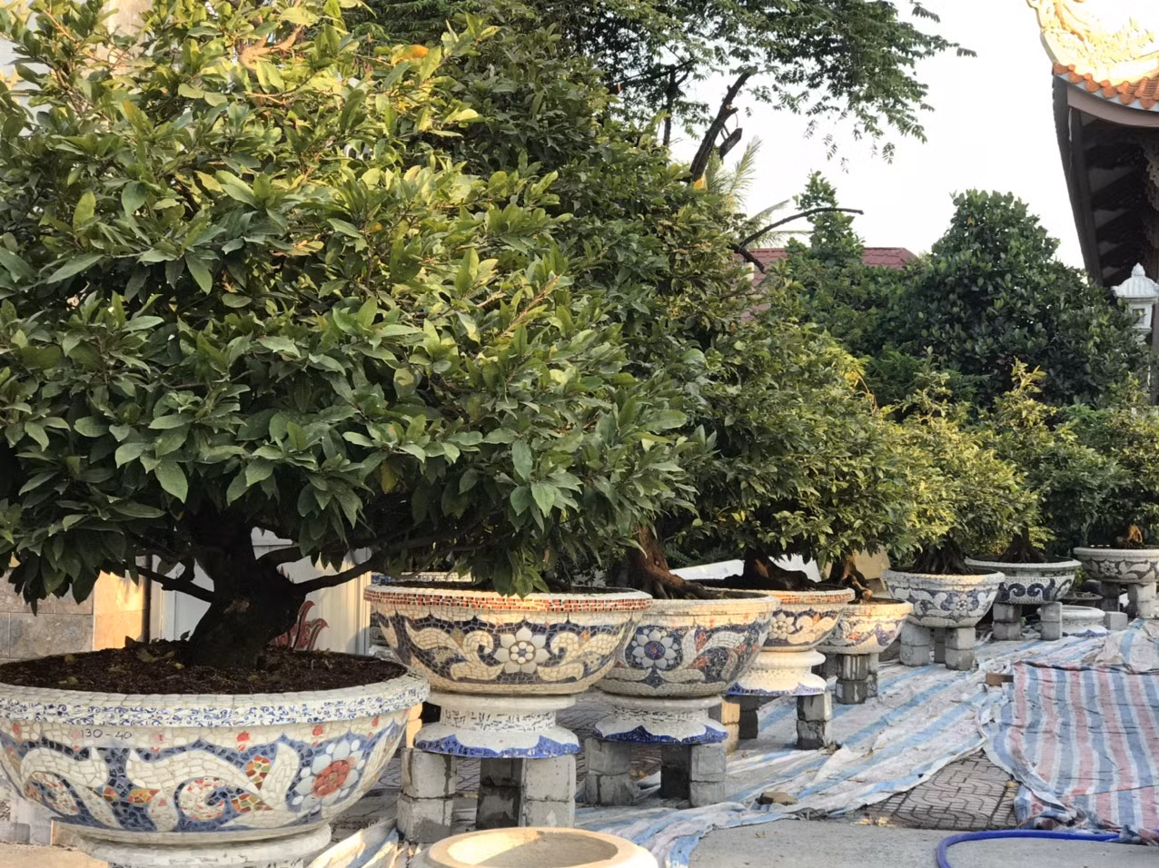 Mai vàng, hoa Tết nhộn nhịp xuống phố ảnh 5