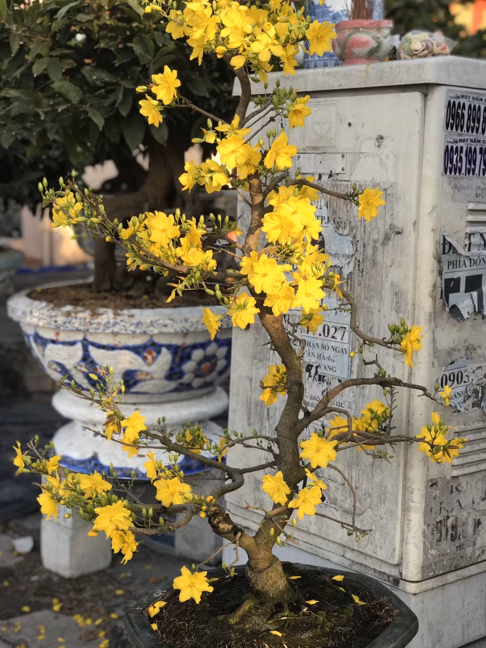Mai vàng, hoa Tết nhộn nhịp xuống phố ảnh 11