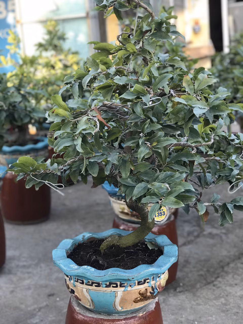 Mai vàng, hoa Tết nhộn nhịp xuống phố ảnh 6