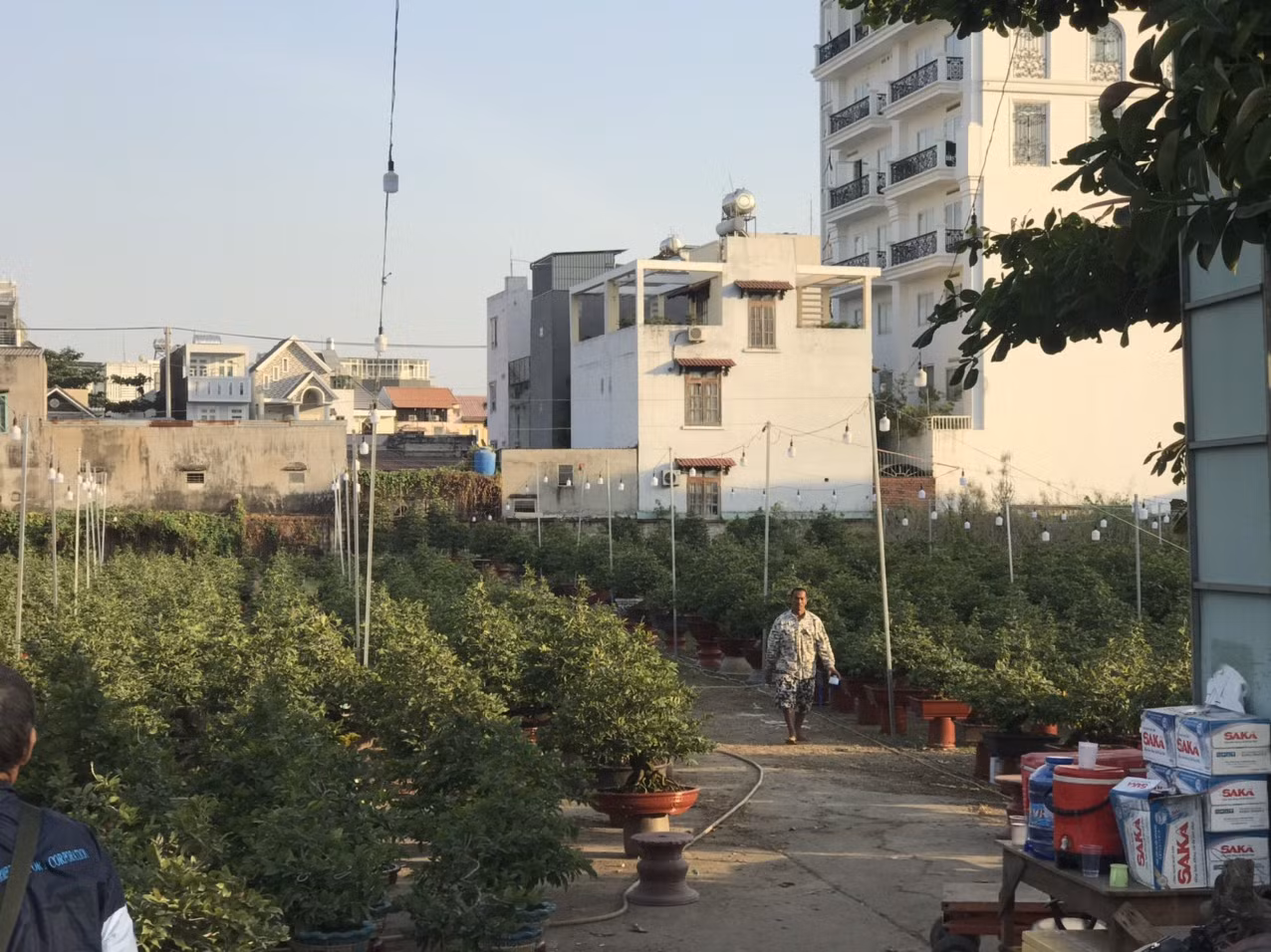 Mai vàng, hoa Tết nhộn nhịp xuống phố ảnh 8