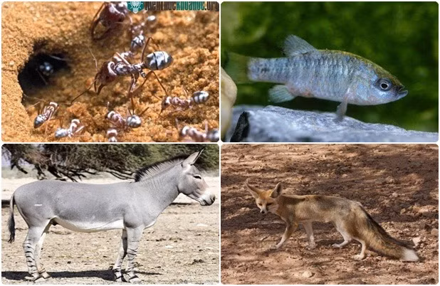 1001 thắc mắc: Những 'sát thủ' săn mồi nào đáng sợ trong thế giới động vật? ảnh 12