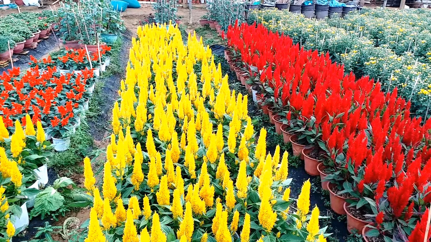 Xứ Huế bất ngờ bội thu… hoa ảnh 5