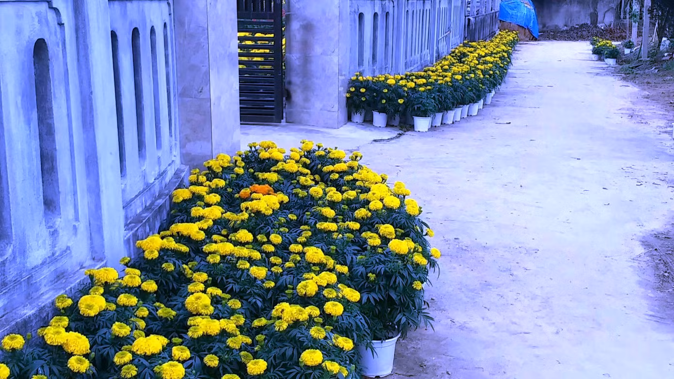 Xứ Huế bất ngờ bội thu… hoa ảnh 4