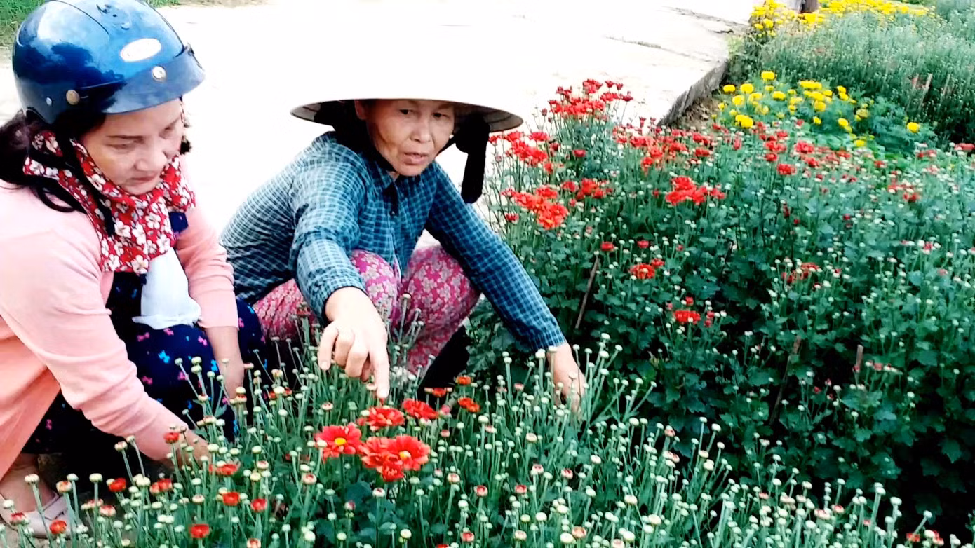 Xứ Huế bất ngờ bội thu… hoa ảnh 17