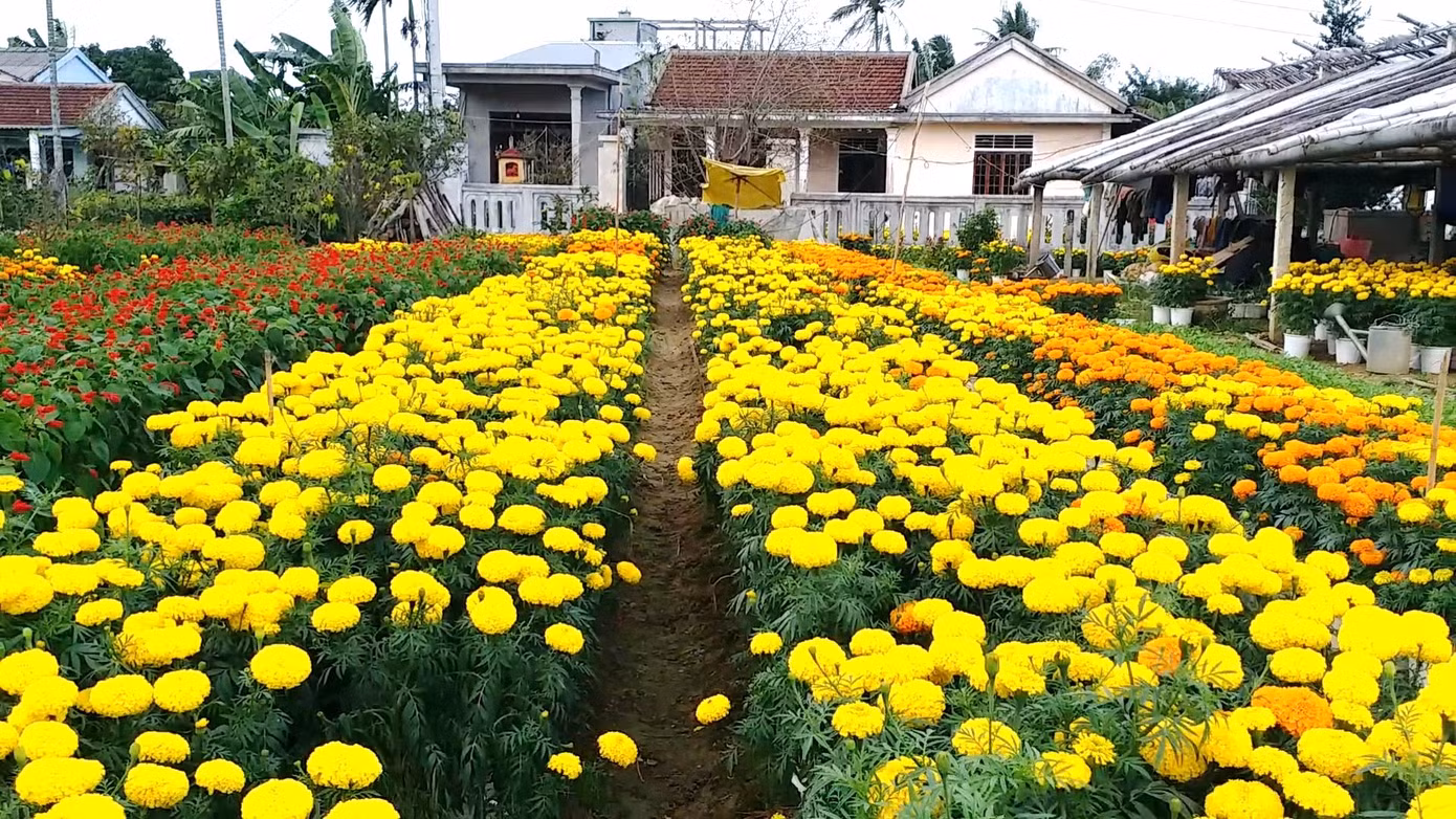 Xứ Huế bất ngờ bội thu… hoa ảnh 2