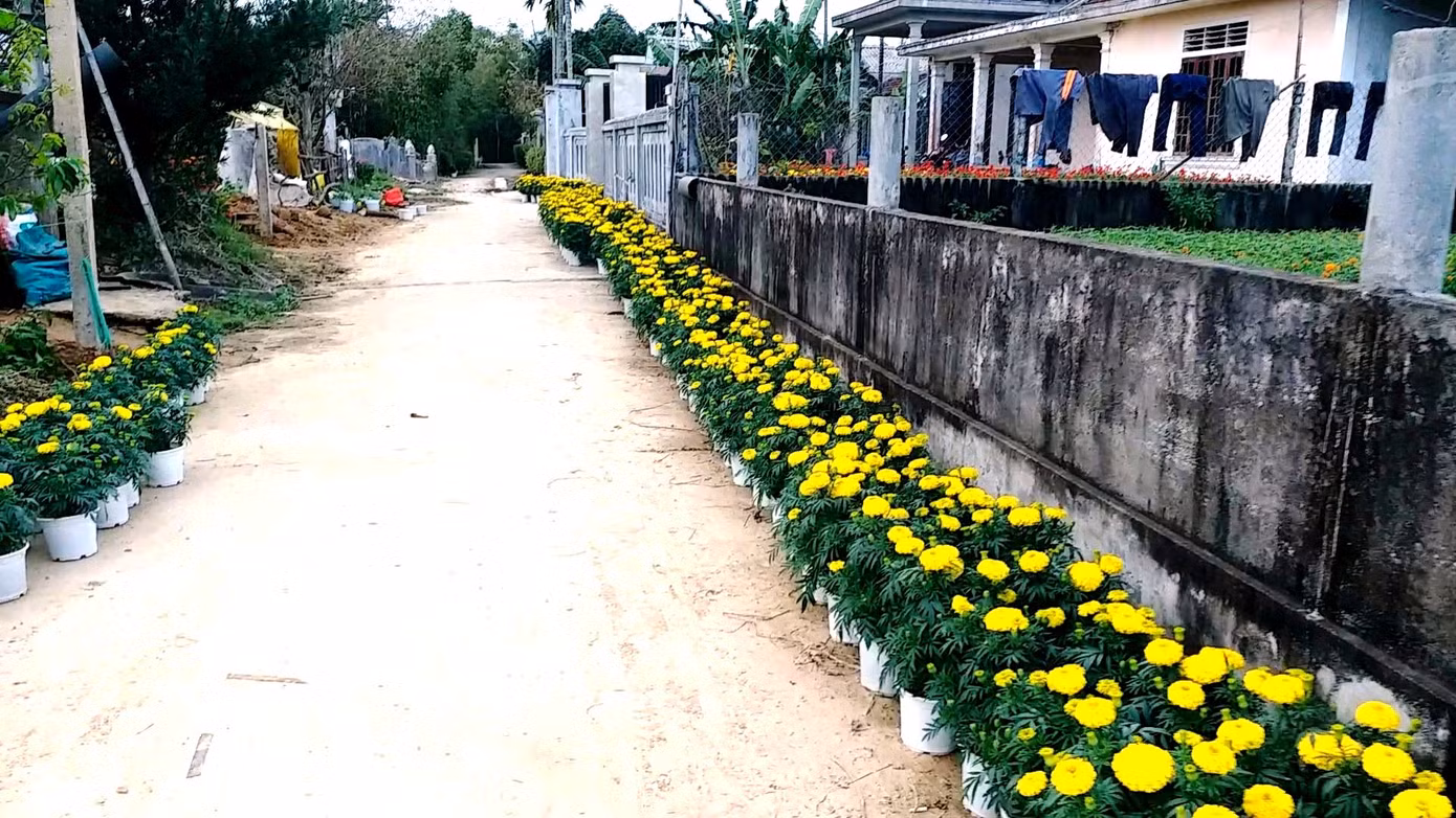 Xứ Huế bất ngờ bội thu… hoa ảnh 16