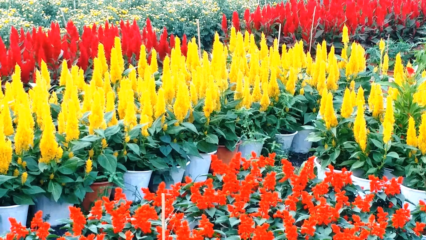 Xứ Huế bất ngờ bội thu… hoa ảnh 10