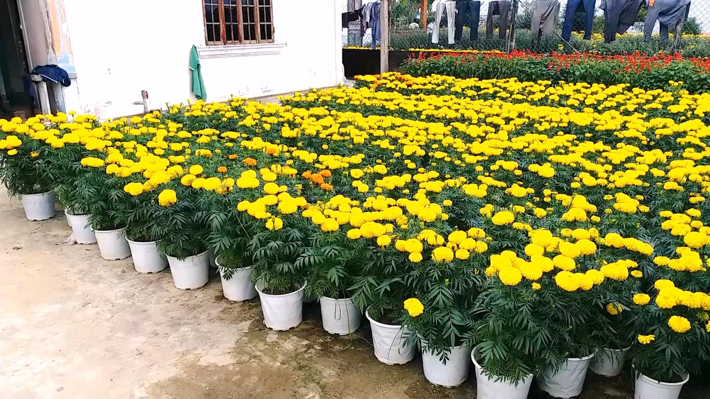 Xứ Huế bất ngờ bội thu… hoa ảnh 3