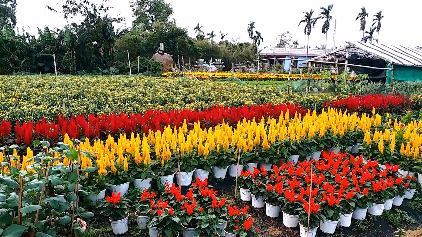 Xứ Huế bất ngờ bội thu… hoa ảnh 1