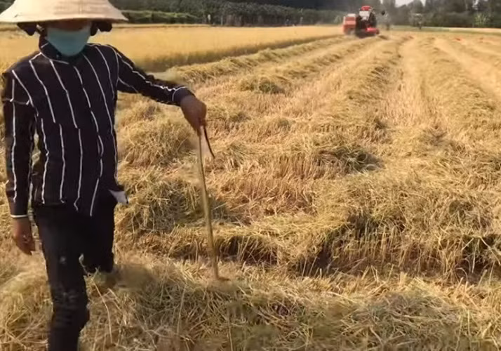 Doanh nghiệp tạm nghỉ vì dịch, công nhân đua nhau ra đồng bắt chuột ảnh 5