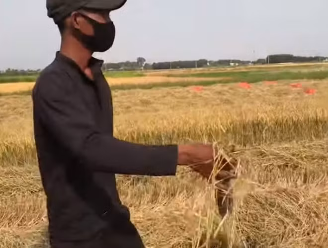 Doanh nghiệp tạm nghỉ vì dịch, công nhân đua nhau ra đồng bắt chuột ảnh 4