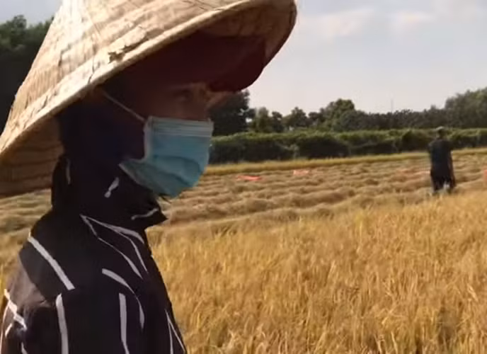 Doanh nghiệp tạm nghỉ vì dịch, công nhân đua nhau ra đồng bắt chuột ảnh 1