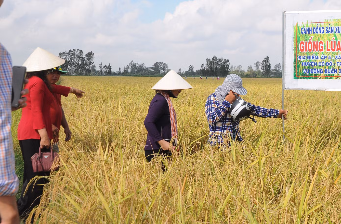 Giá lúa cấp thấp tăng cao, vượt cả lúa thơm ảnh 2