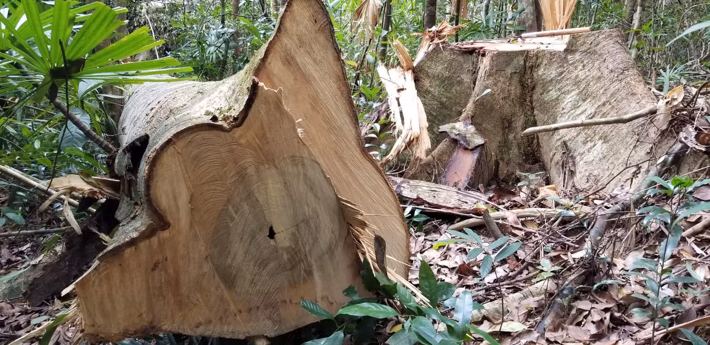 'Đột nhập' công trường khai thác gỗ trái phép ở Gia Lai ảnh 4