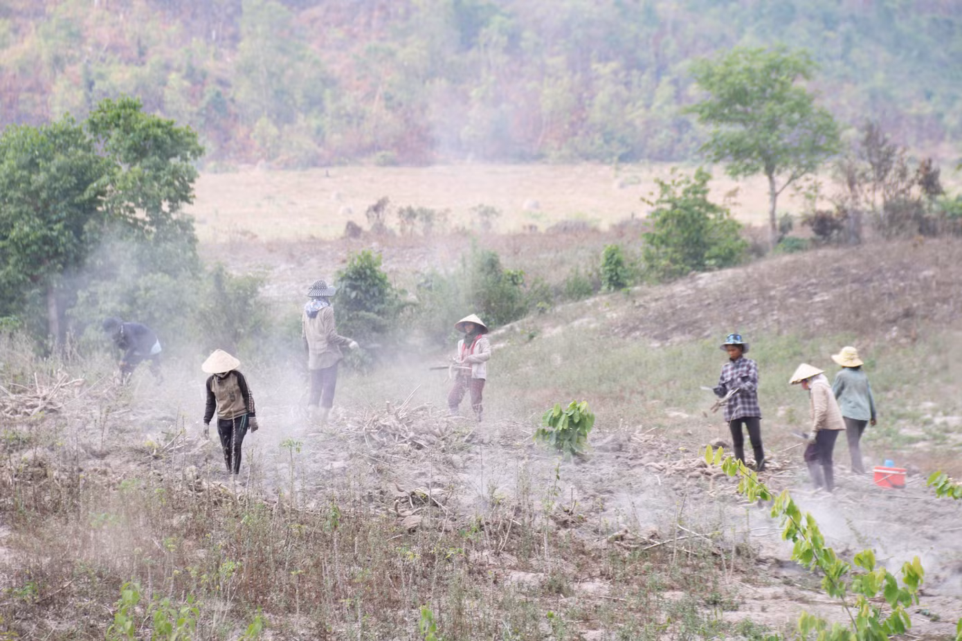 Tây Nguyên: Nhiều nơi hoa màu chết vì khô hạn ảnh 6