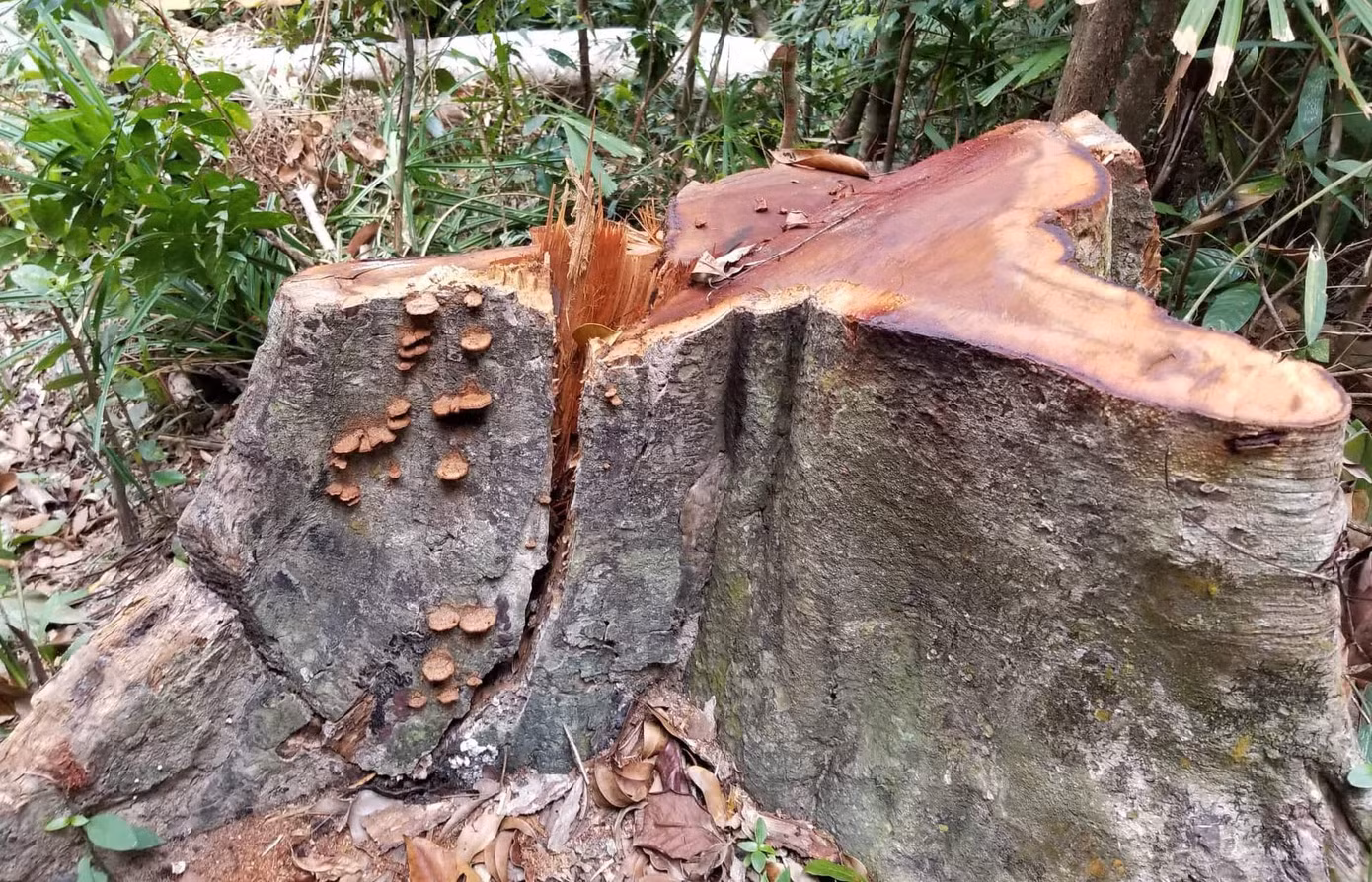 'Đột nhập' công trường khai thác gỗ trái phép ở Gia Lai ảnh 3