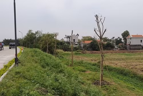 Vụ Quản lý Đê điều lên tiếng vụ trồng cây lâu năm xâm phạm đê sông Đáy ảnh 1