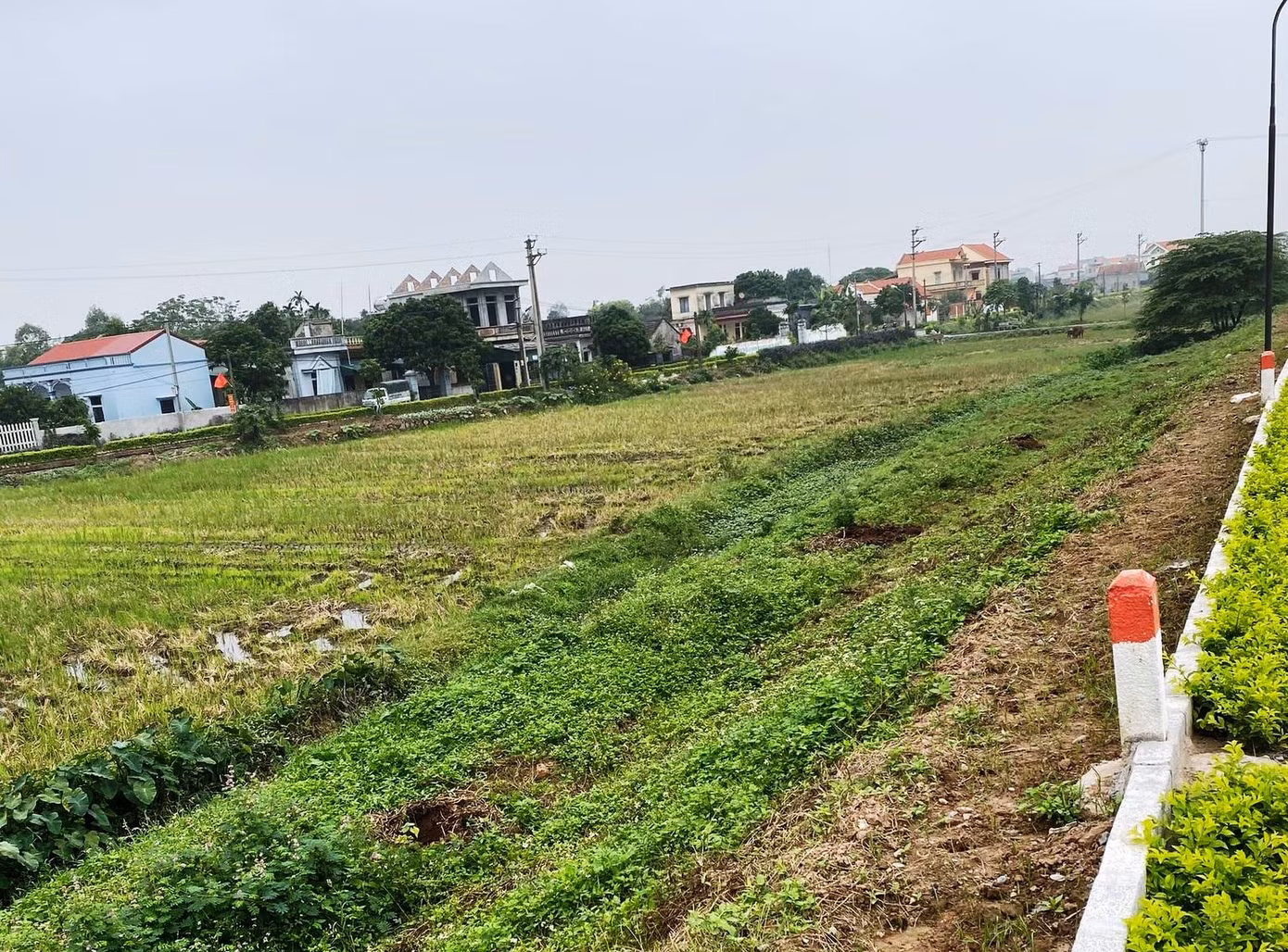 Nhổ toàn bộ hàng cây lâu năm xâm phạm đê sông Đáy ảnh 1