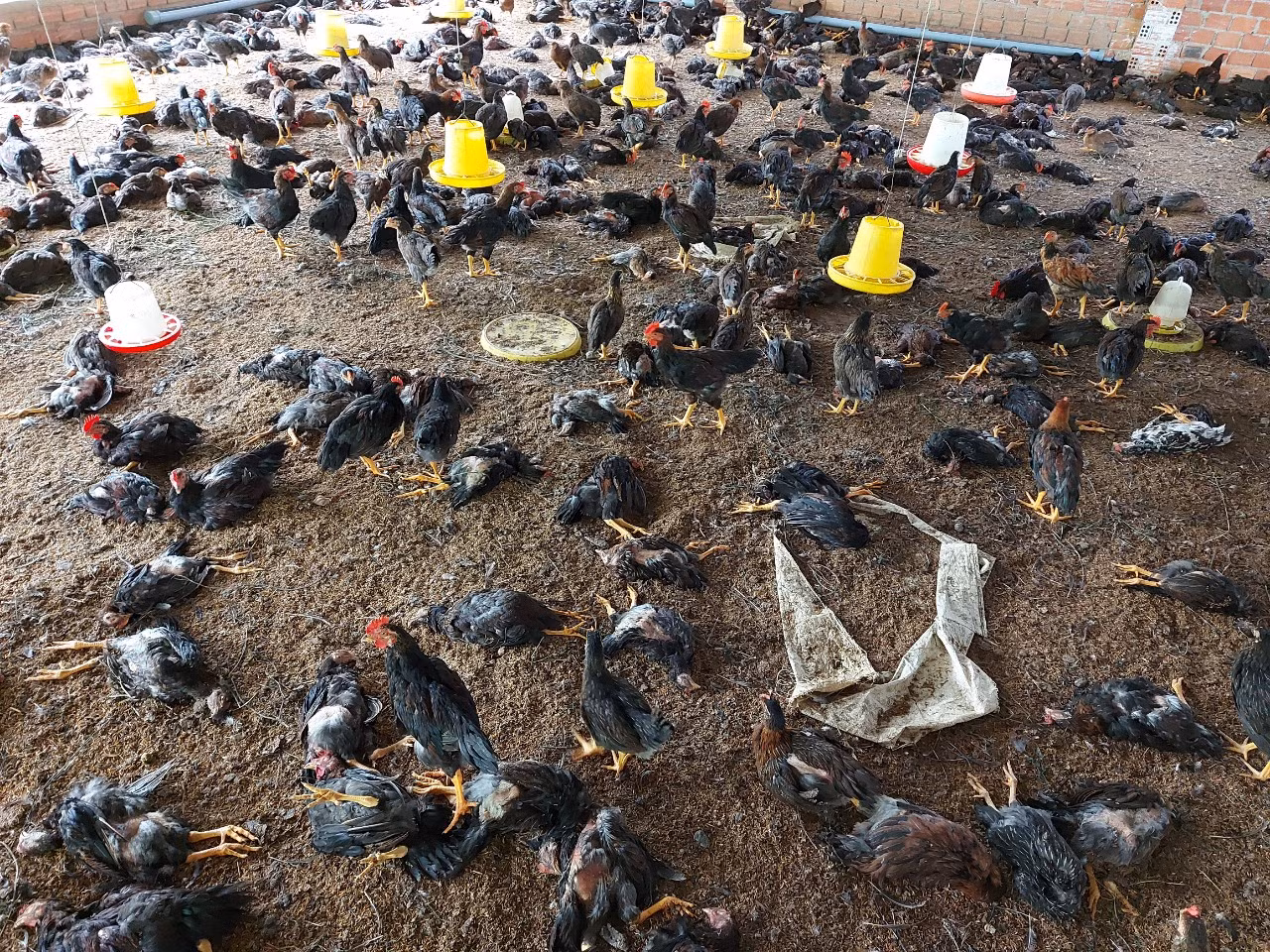  Vừa hết cách ly COVID, Buôn Ma Thuột lại công bố dịch cúm H5N6 ảnh 2