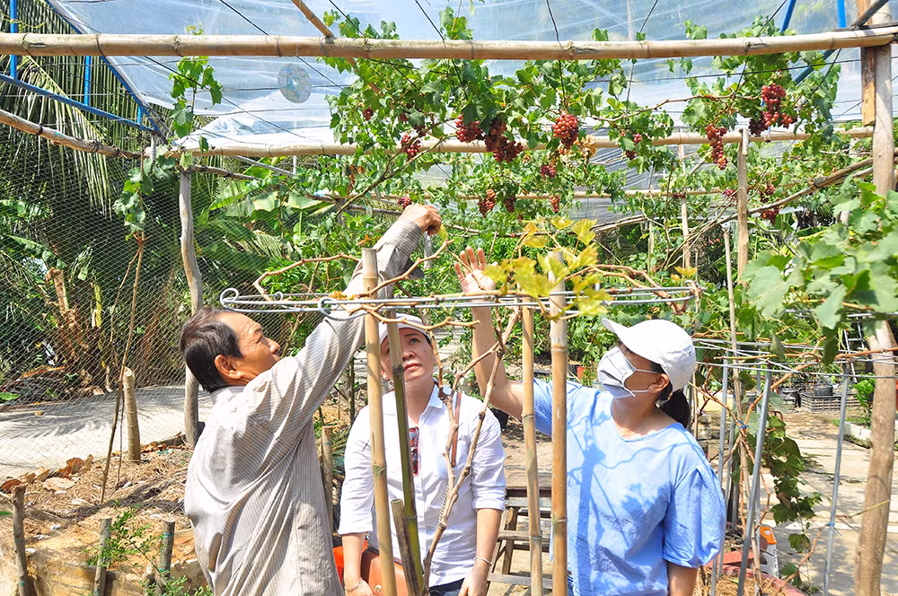Vườn nho trĩu quả trên vùng đất phèn mặn thu hút khách du lịch ảnh 8